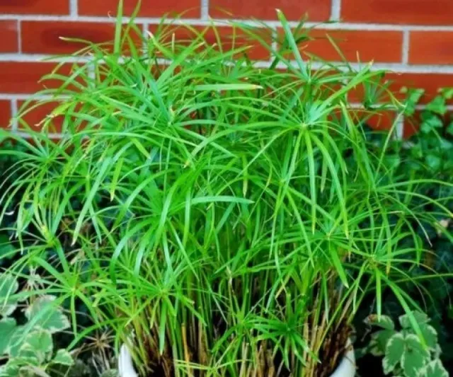 Natureseeds Paraplyplante Nanum frø stueplante 35 cm