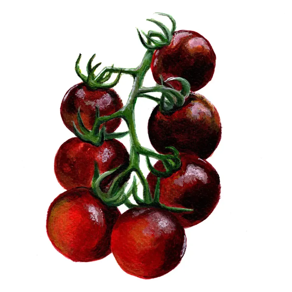 NordFrö Fahrenheit Blues tomatfrø blå