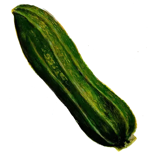 NordFrö Costata Romanesco squashfrø ribbet