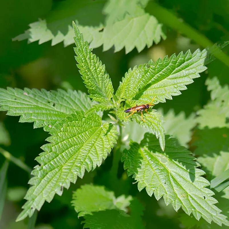 Urtegartneriet øko Brændenælde Urtica dioica frø flerårig