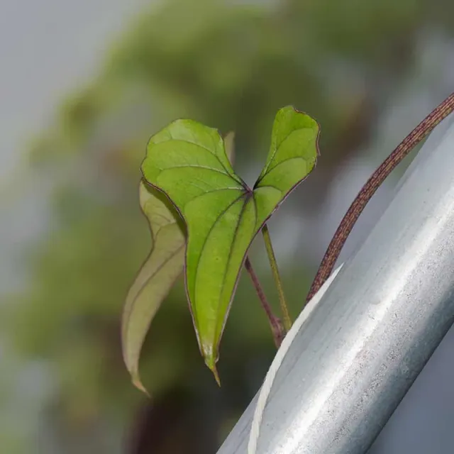Urtegartneriet øko Lysrod Dioscorea batatas 10 luftknolde