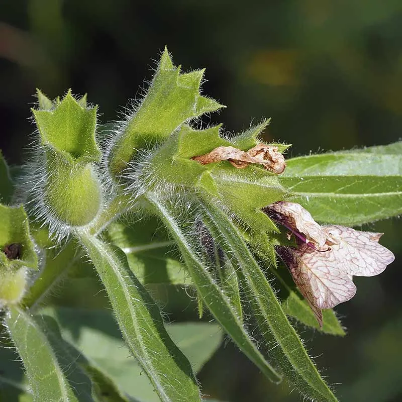 Urtegartneriet øko Hyoscyamus niger bulmeurt frø 50 frø giftig