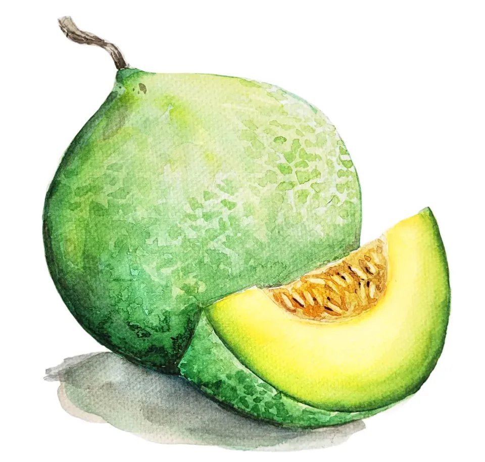 NordFrö Honey Dew melonfrø honningmelon 1 kg