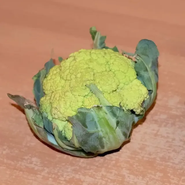 Urtegartneriet øko verde di macerata blomkålsfrø grøn