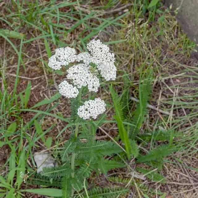 Urtegartneriet øko Røllike Achillea frø ca. 100 stk
