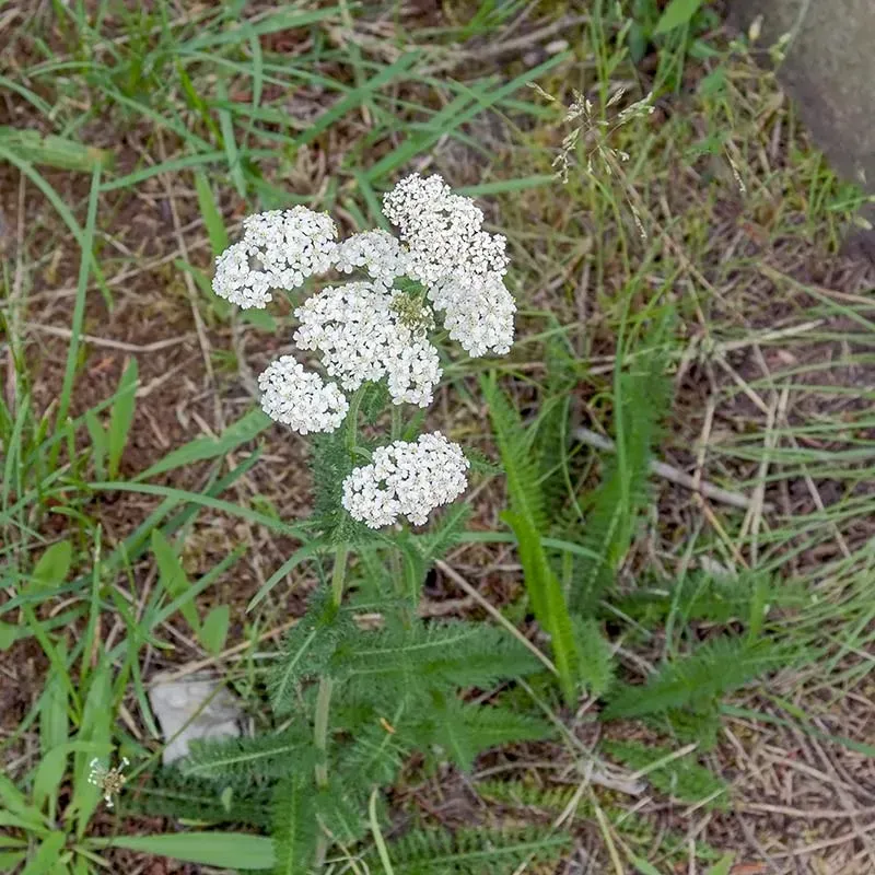 Urtegartneriet øko Røllike Achillea frø ca. 100 stk