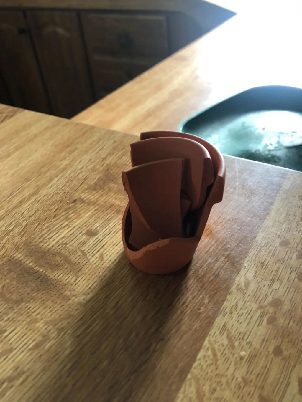 Daydream Mini Terracotta dyrkningssæt 6-pak blomster kaktus