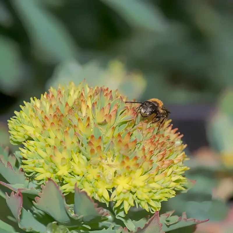 Urtegartneriet øko Rosenrod Rhodiola rosea plante flerårig