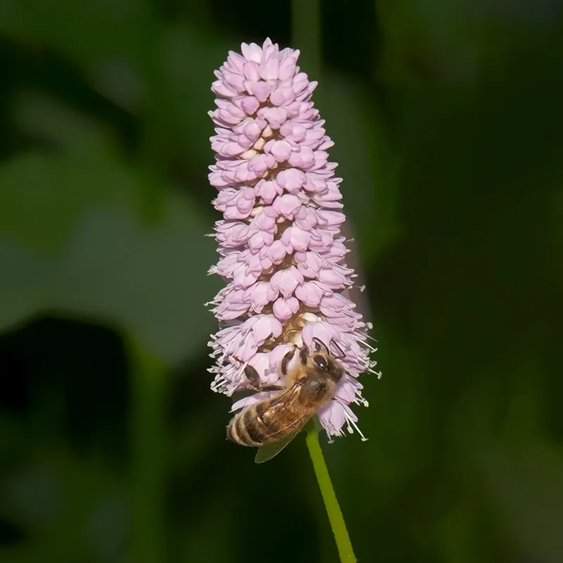 Urtegartneriet øko Slangeurt plante Polygonum bistorta 60 cm