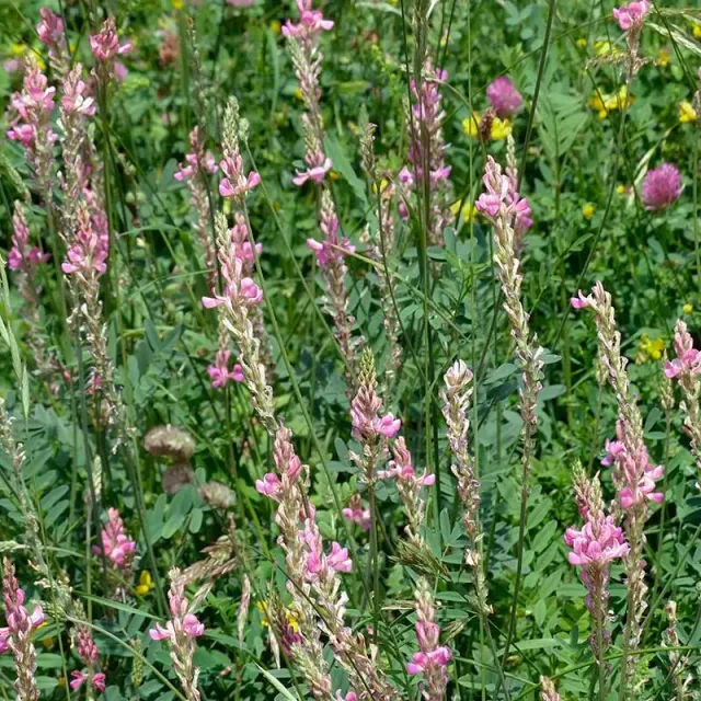 Urtegartneriet øko Esparsette Onobrychis viciifolia frø 25 g