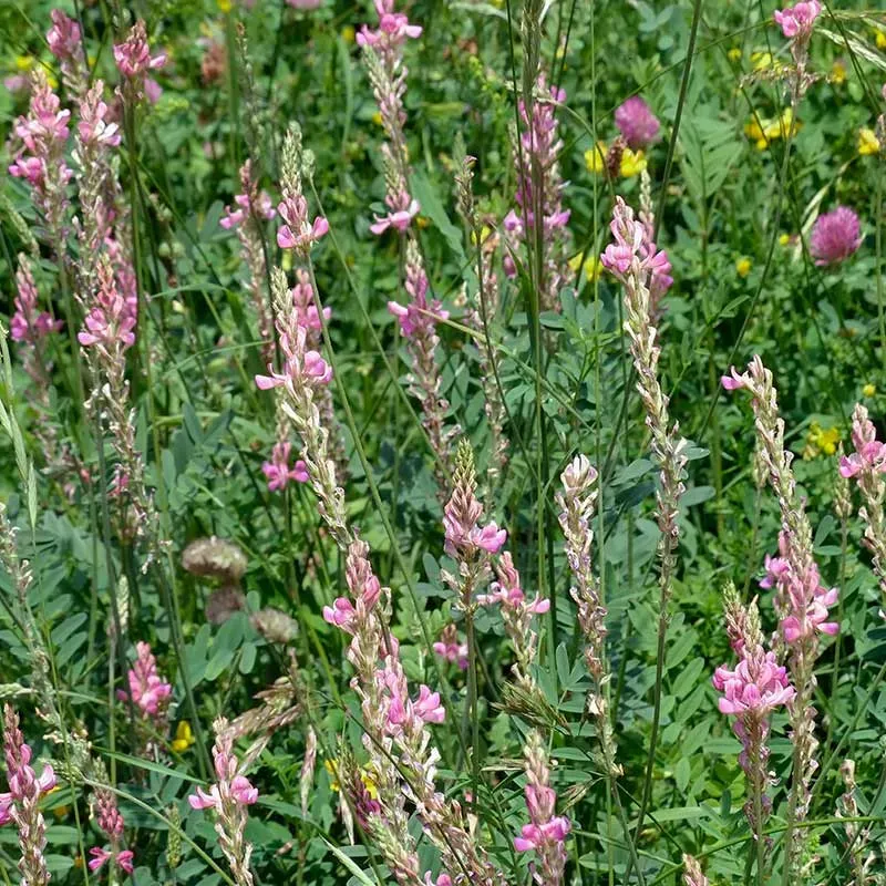 Urtegartneriet øko Esparsette Onobrychis viciifolia frø 25 g