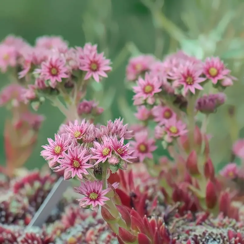 Urtegartneriet øko Husløg frø Sempervivum tectorum tør jord