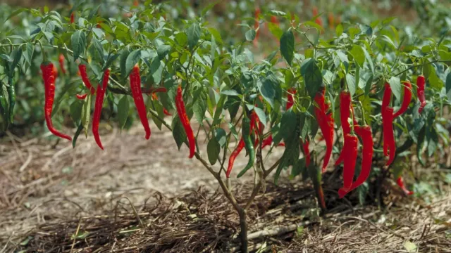 Natureseeds Cayenna chilifrø 10 stk stærk