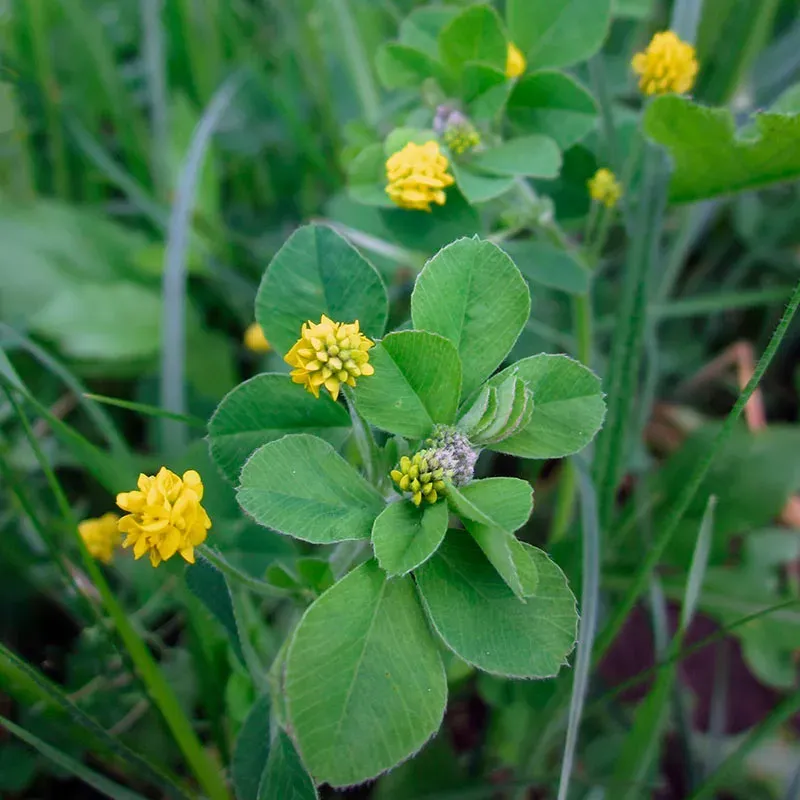 Urtegartneriet øko Humlesneglebælg Medicago lupulina frø 25 g