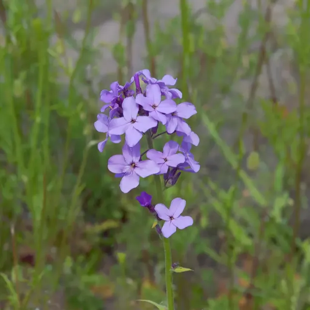 Urtegartneriet øko Natviol Hesperis matronalis frø 50 stk violet