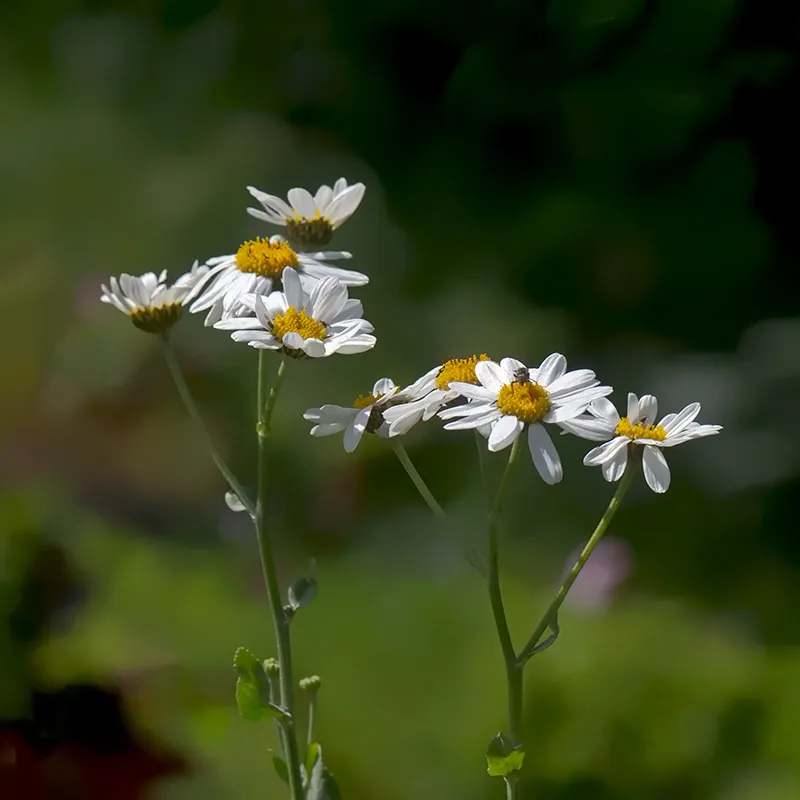 Urtegartneriet øko Tanacetum balsamita kamferbalsam frø