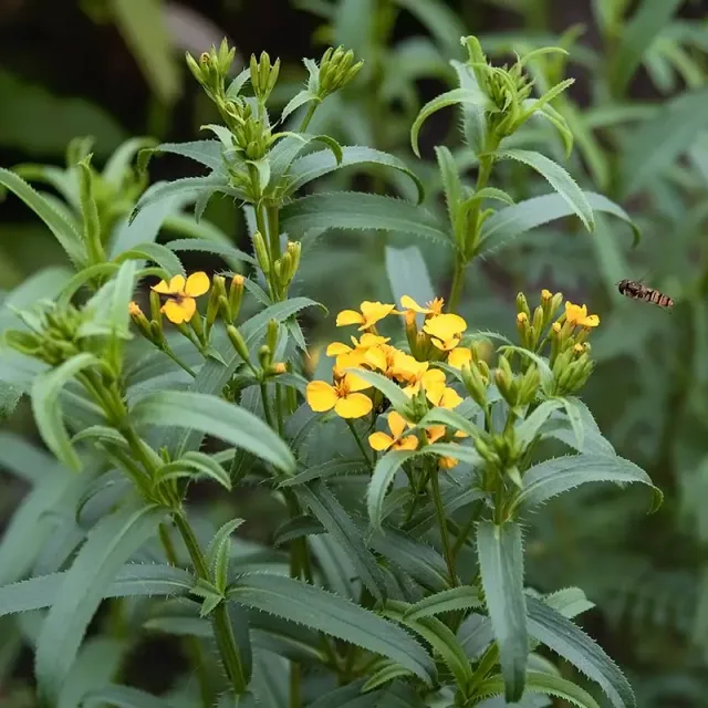 Urtegartneriet øko Lakridstagetes frø Tagetes lucida krydderurt