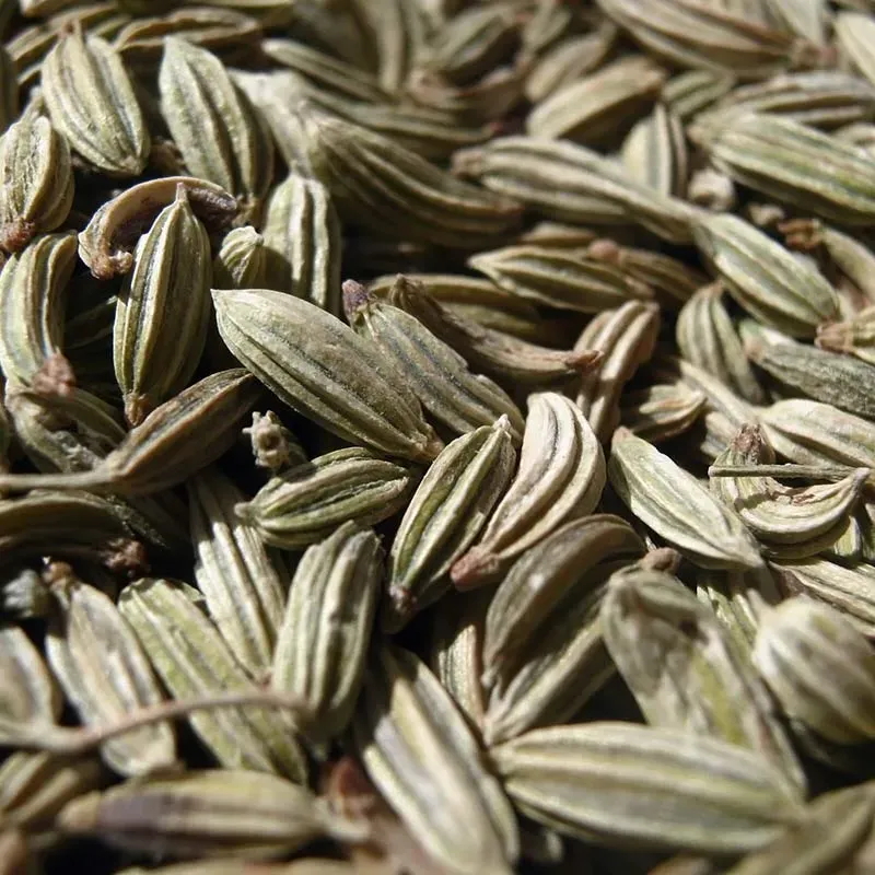 Urtegartneriet øko anis Pimpinella anisum frø ca. 200 frø