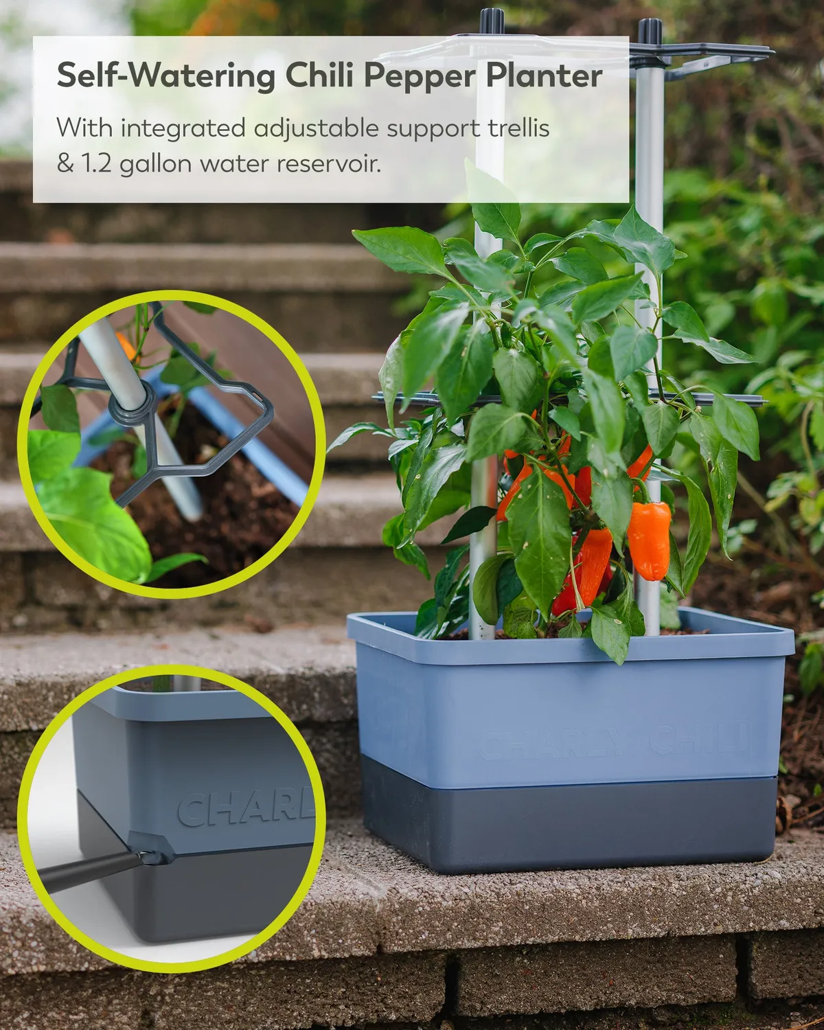 Buzzy Seeds selvvandende chili potte med espalier grøn