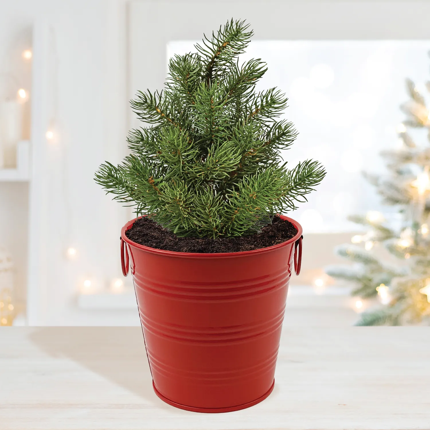 Buzzy Seeds Warm Wishes Holiday Pail dyrkningssæt rødgran