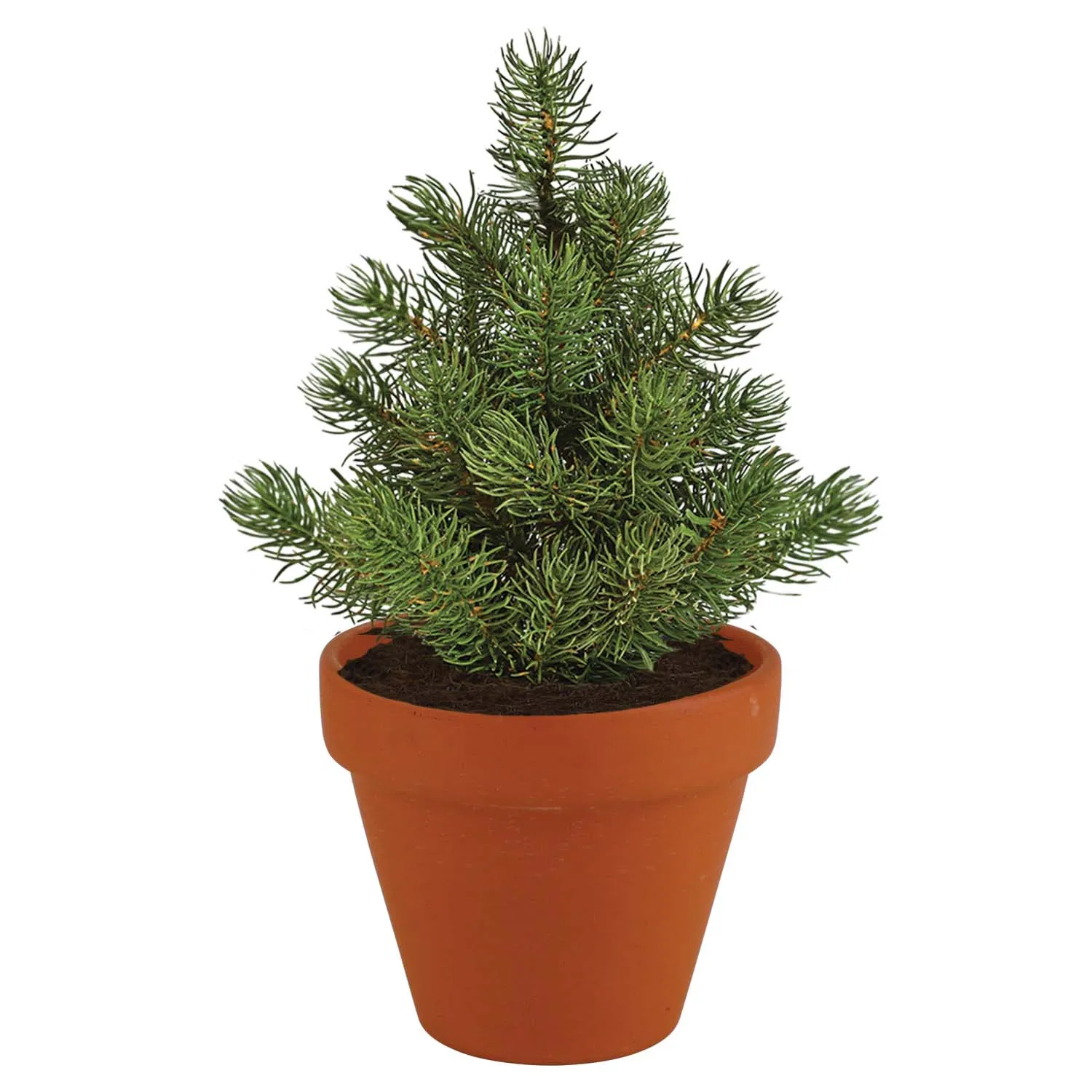 Buzzy Seeds Christmas Tree To Be dyrkningssæt 4 potter