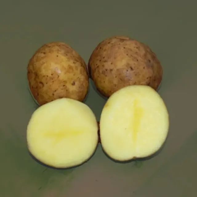 Urtegartneriet øko Twister læggekartofler 1-2 kg