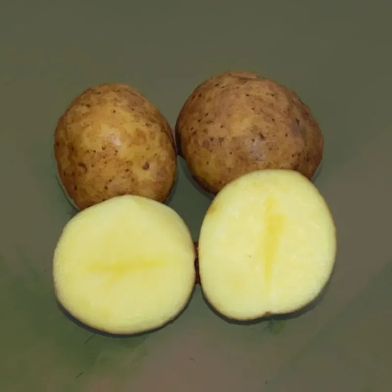 Urtegartneriet øko Twister læggekartofler 1-2 kg