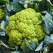 Urtegartneriet øko verde di macerata blomkålsfrø grøn