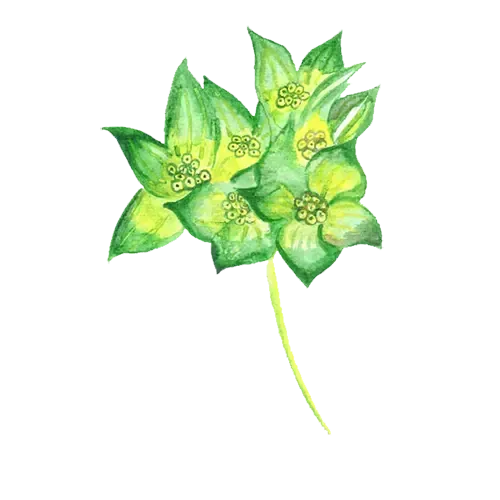 NordFrö Harört blomsterfrø gulgrøn 60 cm