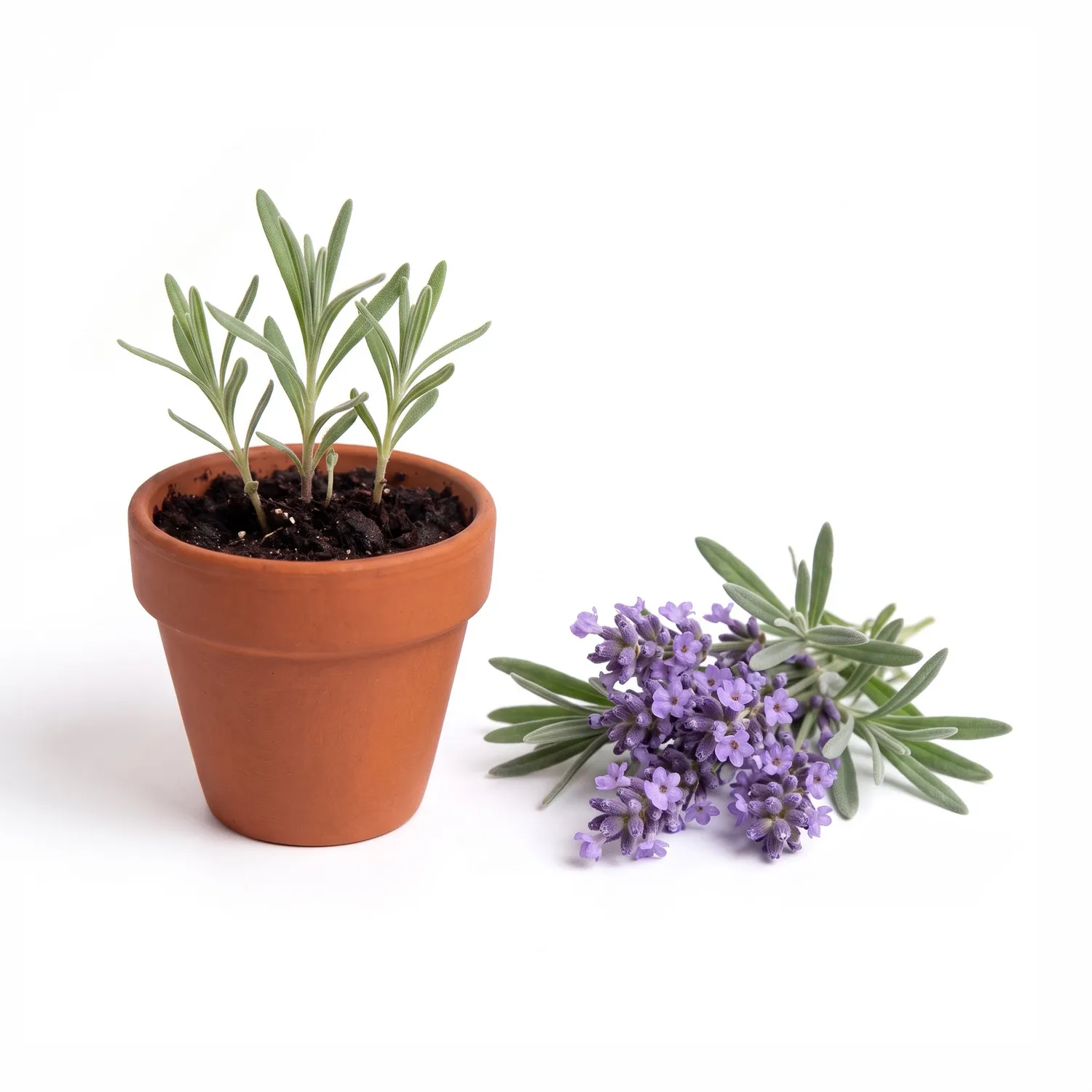 Buzzy Seeds Bright Mini Terracotta dyrkningssæt lavendel 12-pak