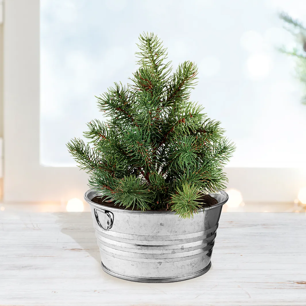 Buzzy Seeds Christmas Tree dyrkningssæt miniskål gran
