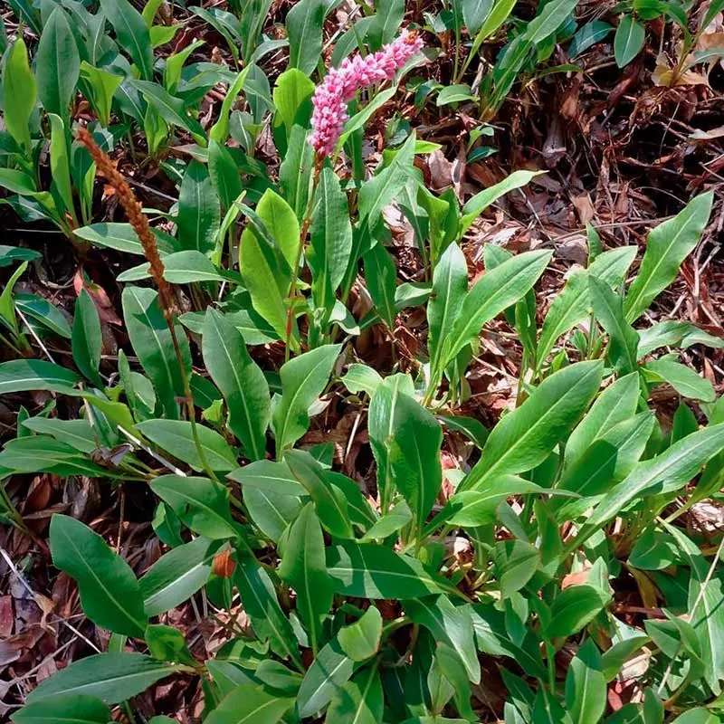Urtegartneriet øko Slangeurt plante Polygonum bistorta 60 cm