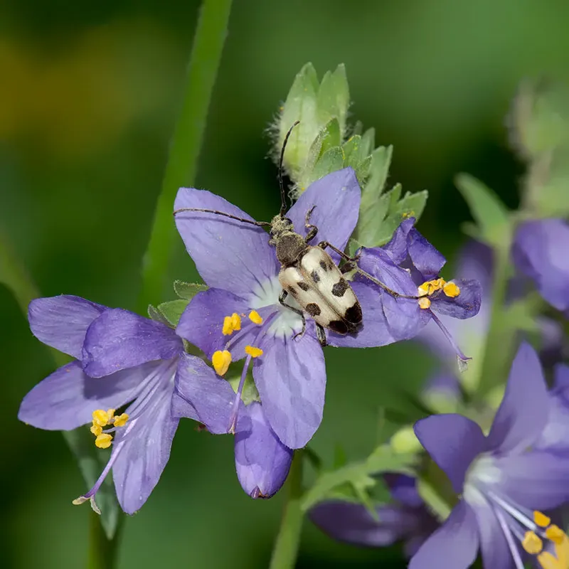 Urtegartneriet øko Jakobsstige Polemonium frø ca. 100 frø blå