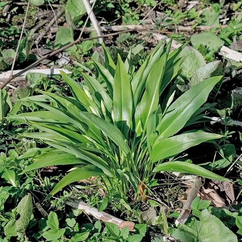 Urtegartneriet øko Ramsløg Allium ursinum frø 50 frø