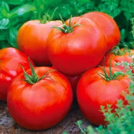 Natureseeds Ace tomatfrø 10 frø busktomat
