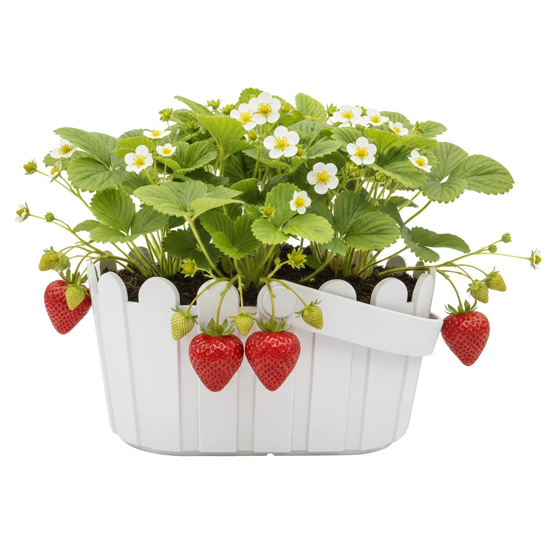 Buzzy Seeds Strawberry Grow Kit dyrkningssæt hvid kurv