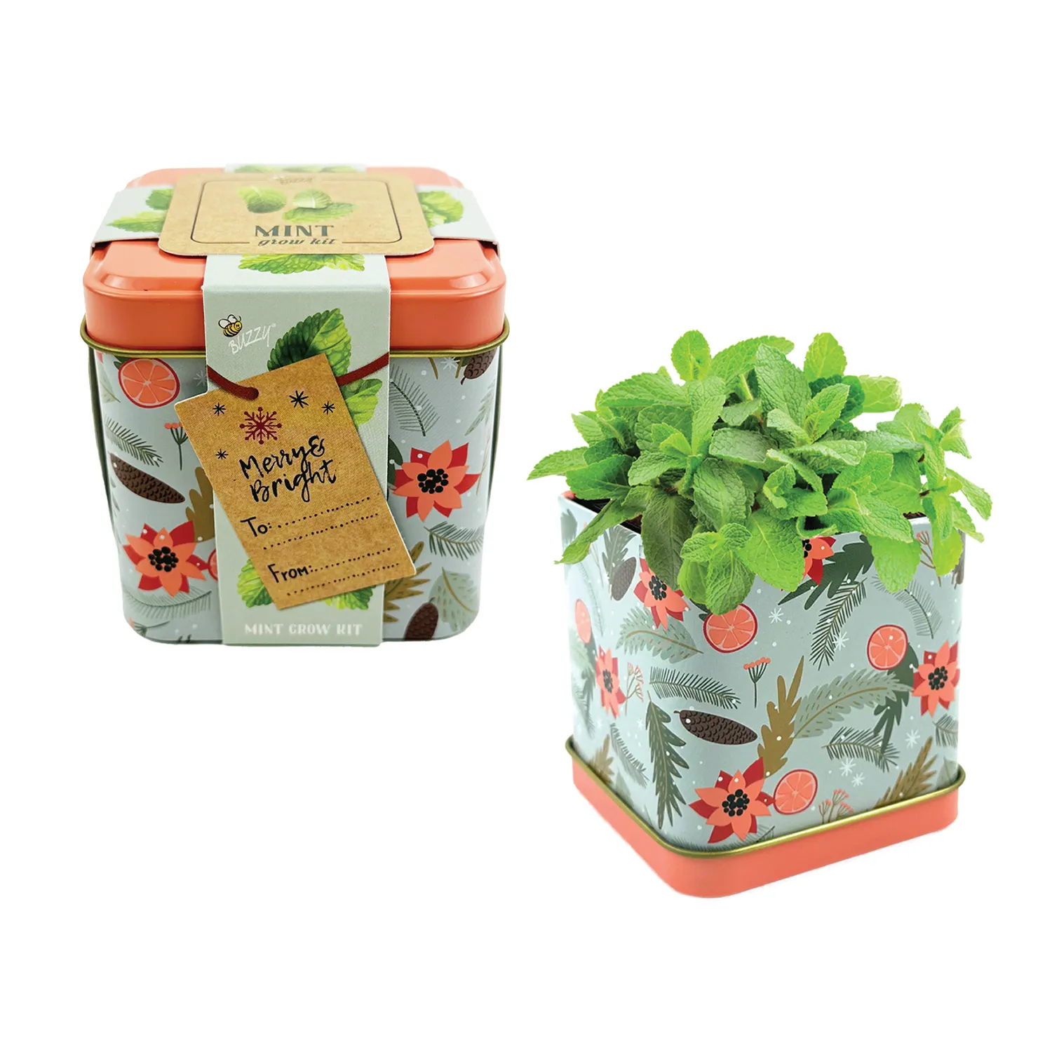 Buzzy Seeds Holiday Mint dyrkningssæt 2 dåser mynte