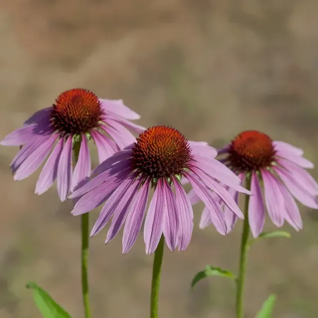 Urtegartneriet øko Purpursolhat Echinacea purpurea frø 50 stk staude