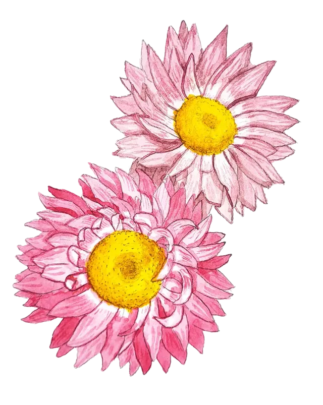 NordFrö Roseneternell blomsterfrø til tørring