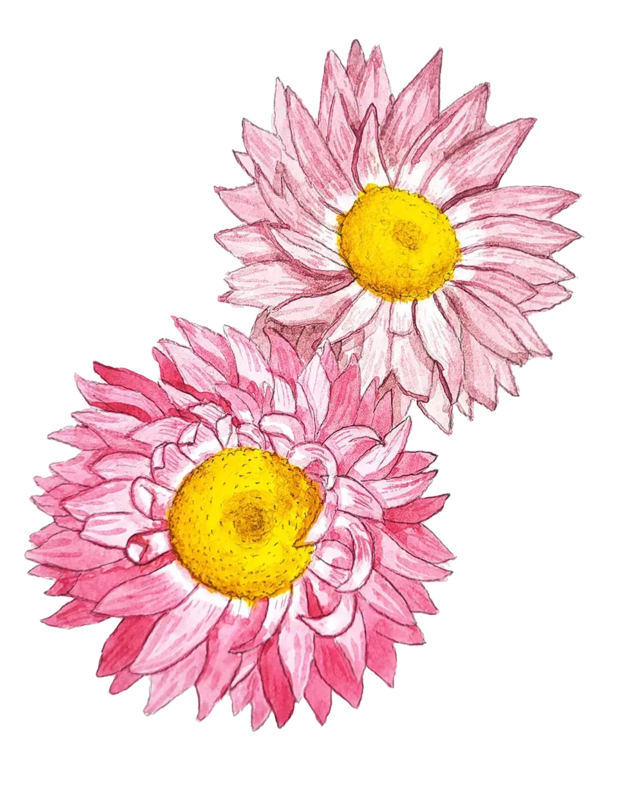 NordFrö Roseneternell blomsterfrø til tørring