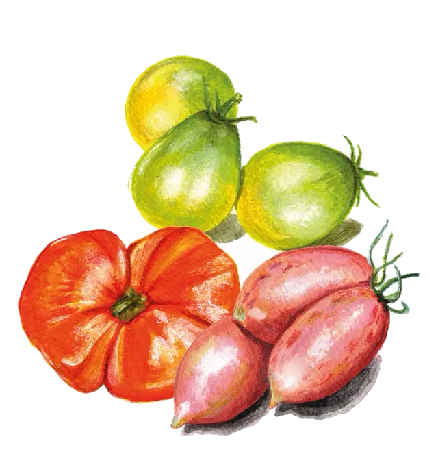 NordFrö Dwarftomater mix tomatfrø 3 sorter