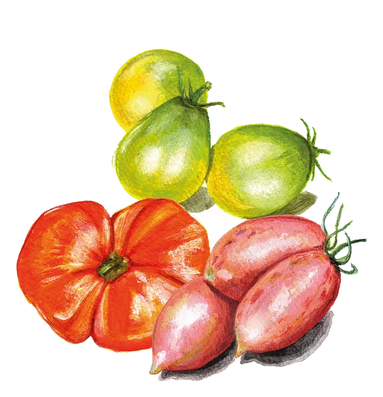 NordFrö Dwarftomater mix tomatfrø 3 sorter