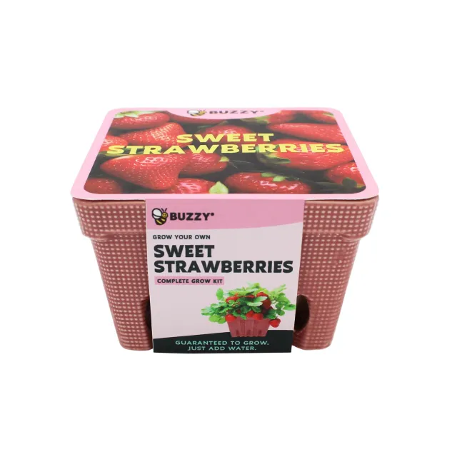 Buzzy Seeds Strawberry dyrkningssæt keramisk kurv alpine