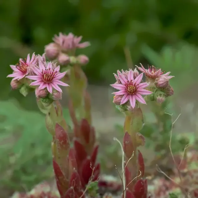 Urtegartneriet øko Husløg frø Sempervivum tectorum tør jord