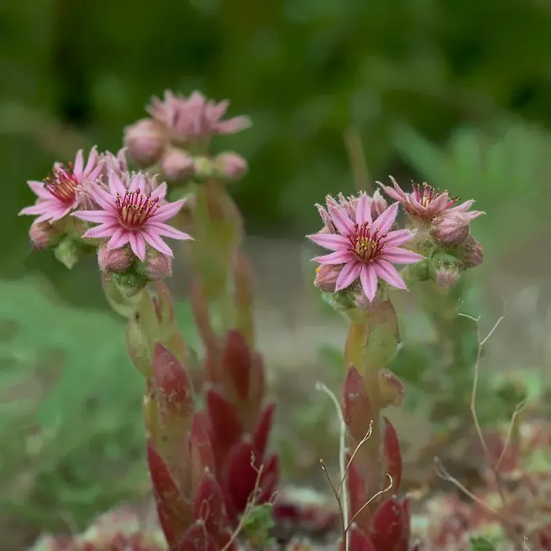 Urtegartneriet øko Husløg frø Sempervivum tectorum tør jord