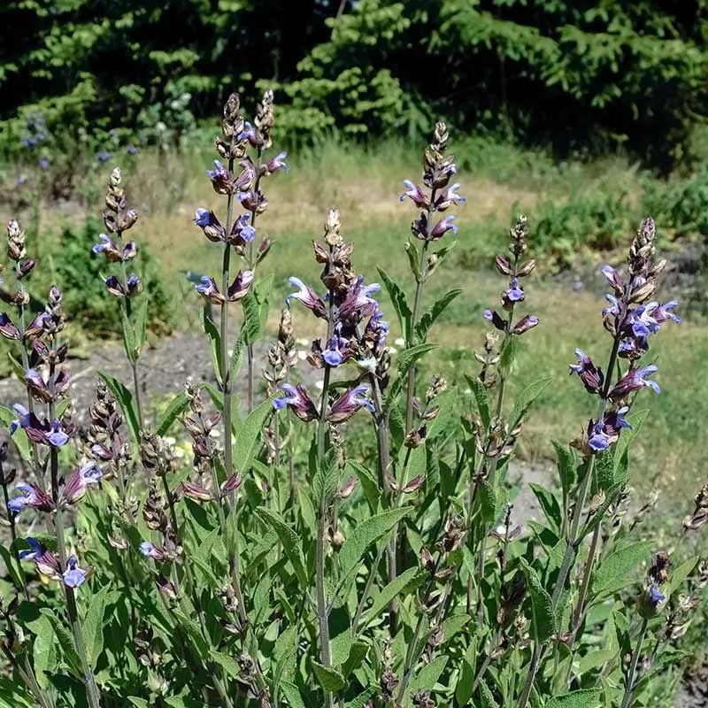 Urtegartneriet øko Alm Salvie frø Salvia officinalis