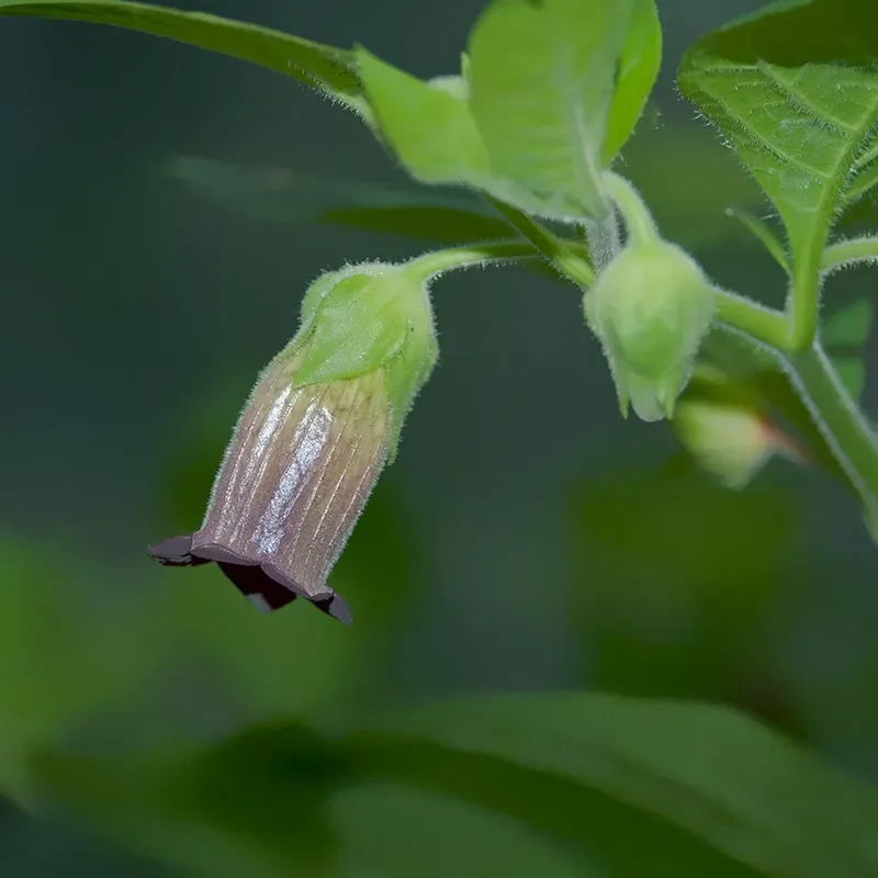 Urtegartneriet øko Belladonna frø ca. 50 stk giftig