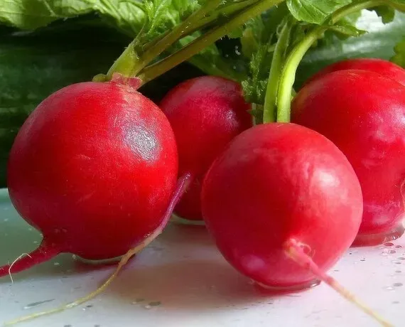 Natureseeds Rød Kæmpe Radise frø Gigante Siculo sød