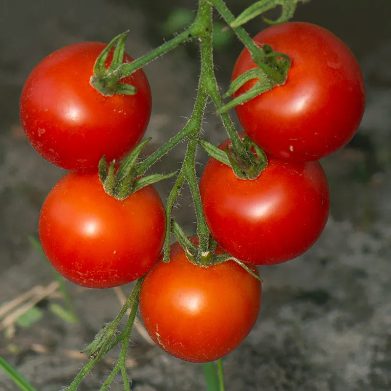 Urtegartneriet øko Rød Sherrytomat tomatfrø 20 frø