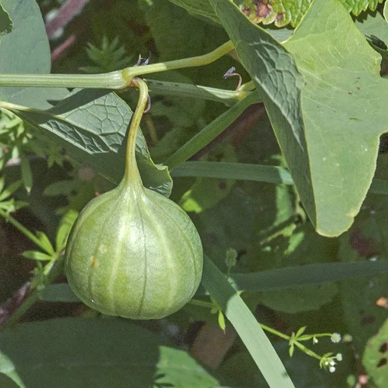 Urtegartneriet øko Slangerod Aristolochia clematitis frø flerårig